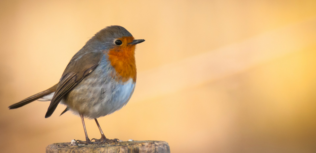 Contemplatief gebed en zorg voor het gemeenschappelijk huis