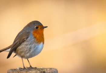 Contemplatief gebed en zorg voor het gemeenschappelijk huis
