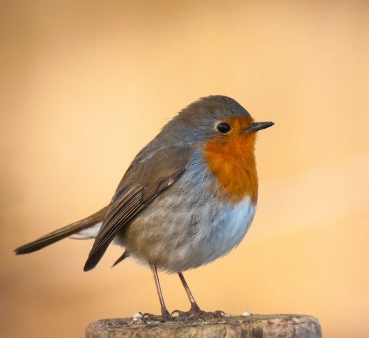 Contemplatief gebed en zorg voor het gemeenschappelijk huis